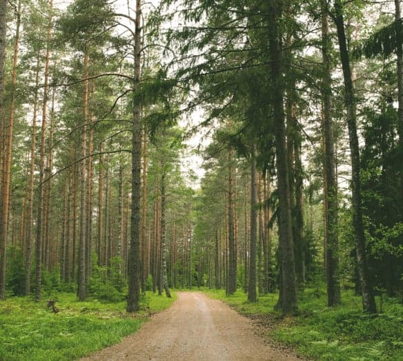 Skogsväg