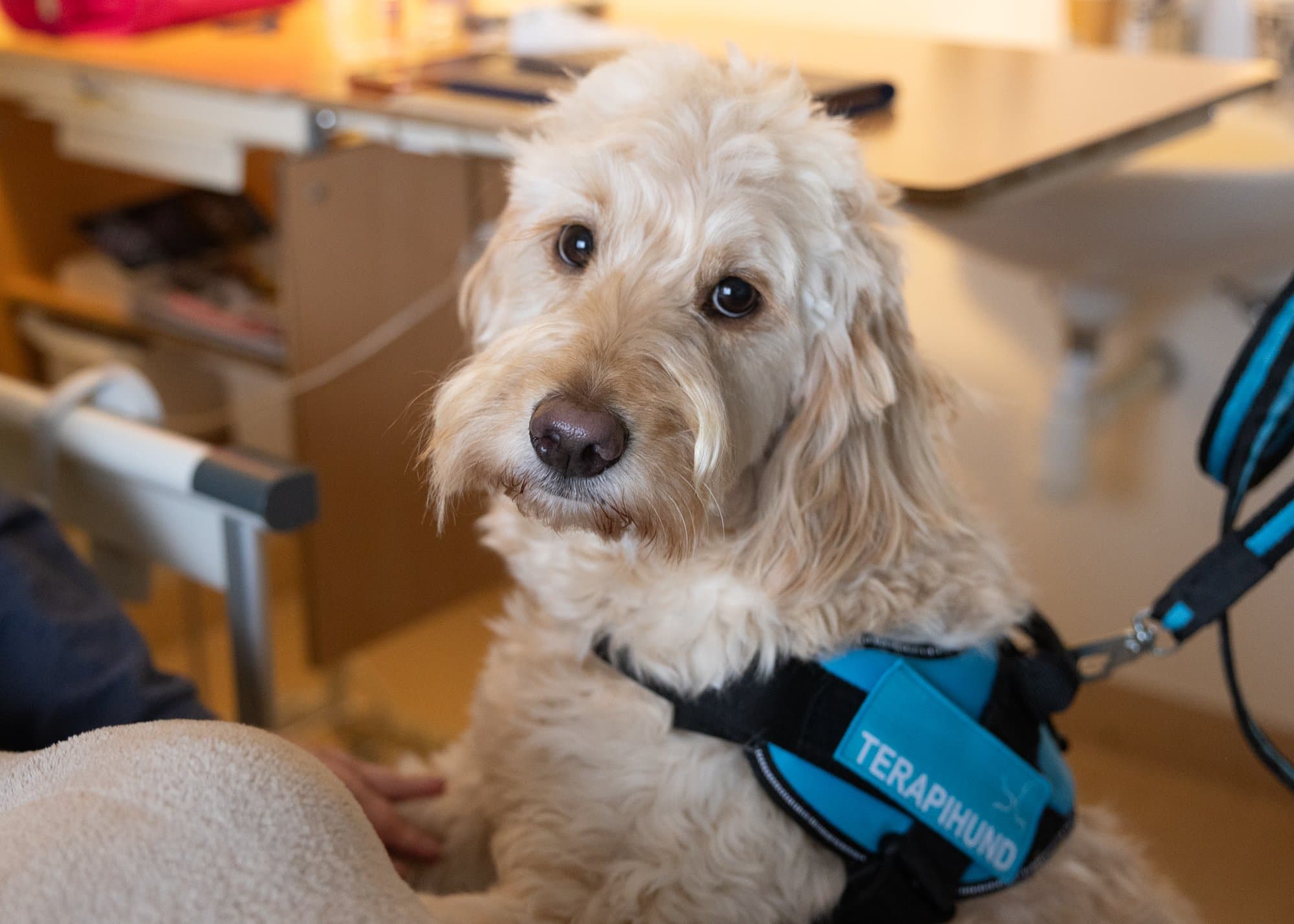 Vårdhunden Aslan på besök Vårdhunden Aslan på besök